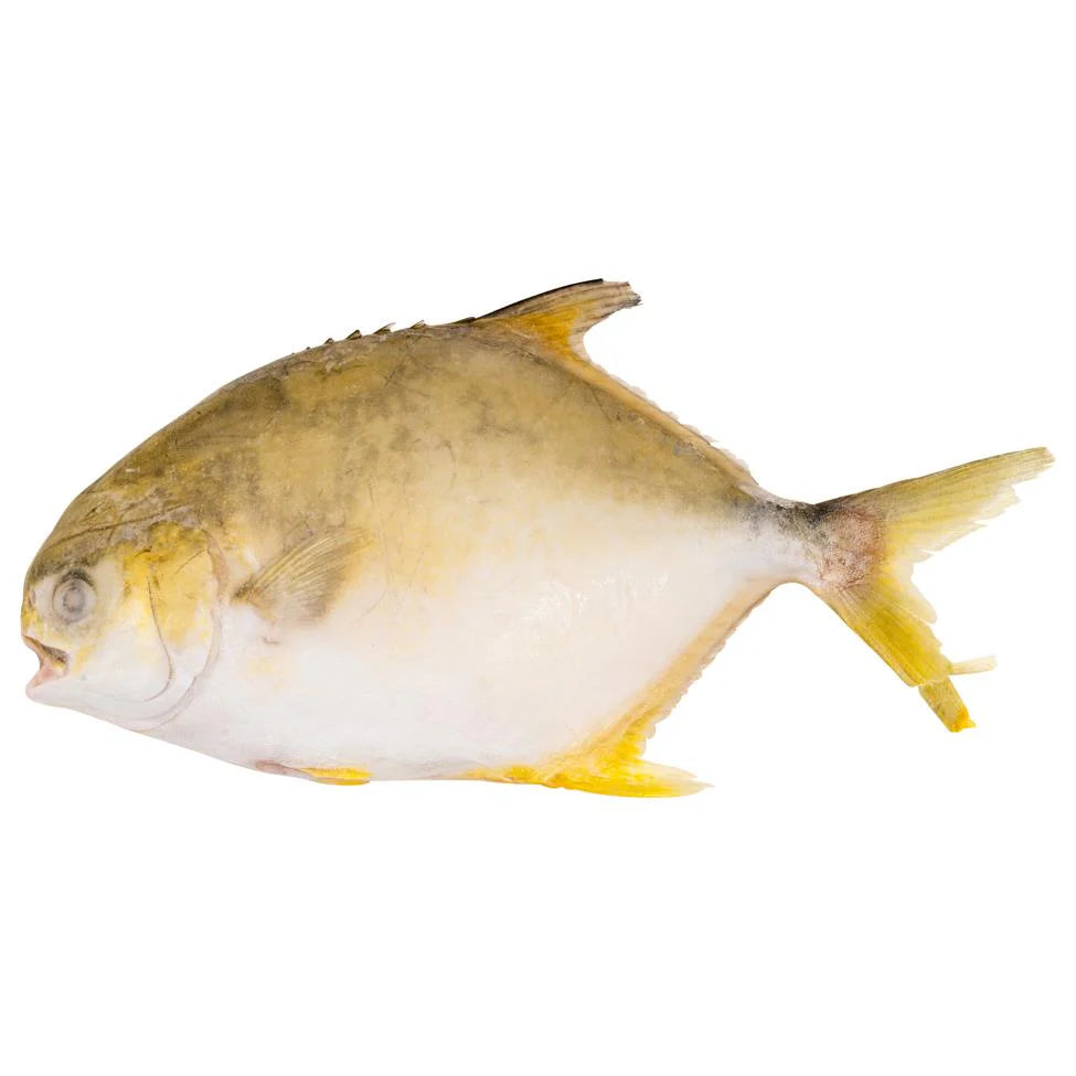 golden pomfret 400/500g
