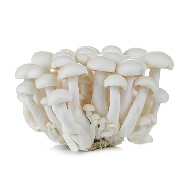 white mushroom shimeji 150g